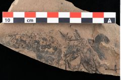 Foto (Detailansicht) von Cystoseira communis Unger (NHMW-GEO-2024-0188-0099)